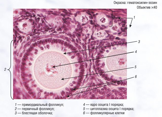 Яичник рисунок с подписями