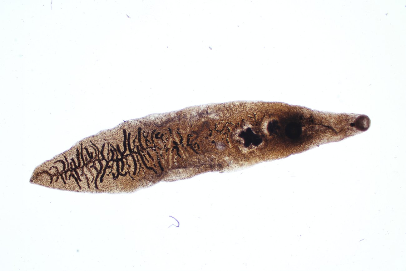 Ланцетовидный сосальщик (Dicrocoelium lanceatum)